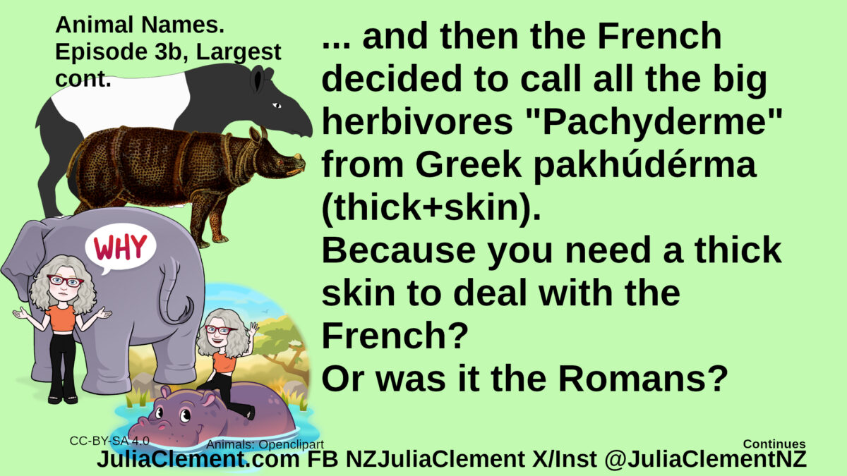 An Okapi, a Rhino, An Elephant, Julia says “Why?”, Julia riding a hippo. Text: Animal Names. Episode 3b: Largest cont. ... and then the French decided to call all the big herbivores "Pachyderme" from Greek pakhúdérma (thick+skin). Because you need a thick skin to deal with the French? Or was it the Romans?