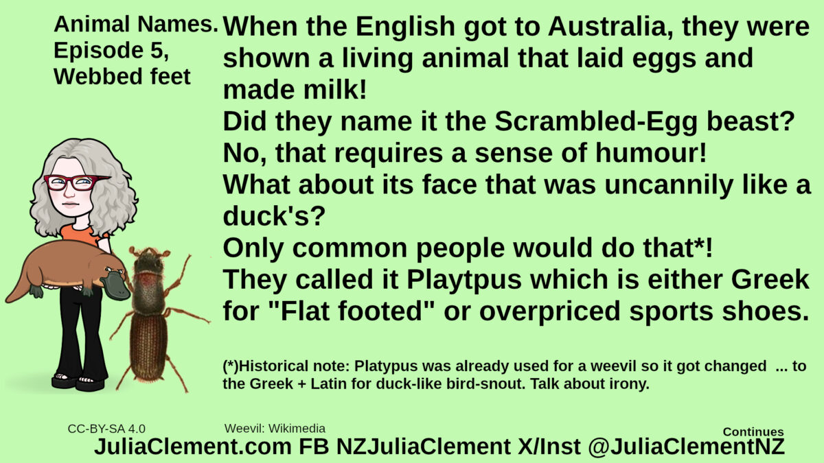 Julia holding a platypus. A giant weevil stands nearby. Text: Animal Names. Episode 5, Webbed feet. When the English got to Australia, they were shown a living animal that laid eggs and made milk! Did they name it the Scrambled-Egg beast? No, that requires a sense of humour! What about its face that was uncannily like a duck's? Only common people would do that*! They called it Playtpus which is either Greek for "Flat footed" or overpriced sports shoes. (*)Historical note: Platypus was already used for a weevil so it got changed ... to the Greek + Latin for duck-like bird-snout. Talk about irony.