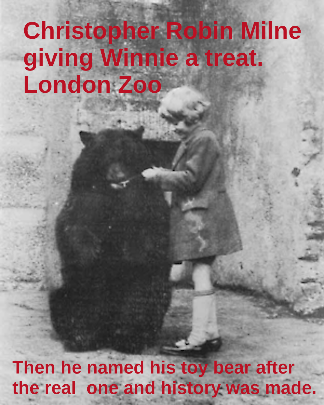 Black and white photograph of a small boy hand feeding a bear. Text: Some time in the early 1920s Christopher Robin Milne is feeding condensed milk to a bear named Winnie at London Zoo. Milne named his toy bear after Winnie and his father made a famous book or two featuring the pair of them and some other toys. Commemorating the 100th anniversary of the publication of the first Winnie-the-pooh book in 1926.